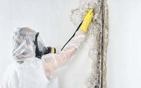 Trusted Wormleysburg, PA Mold Prevention & Removal  Experts